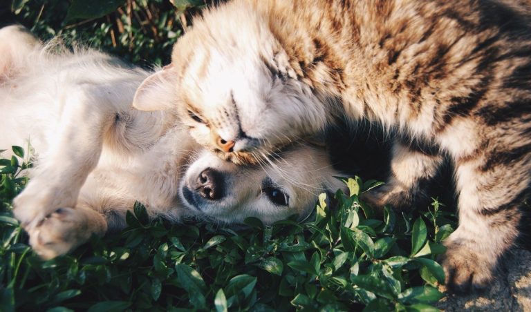 7-ways-how-pets-can-ease-our-stress-and-anxiety-killingwallstreet