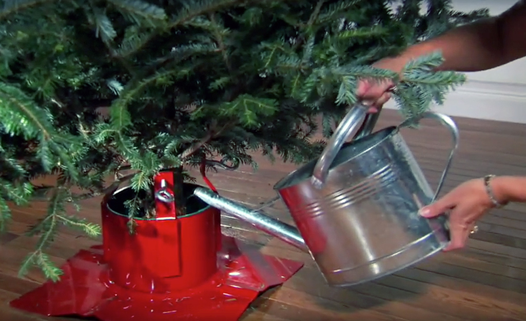 Christmas Tree Watering