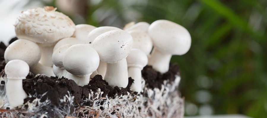 mycelium in mushroom